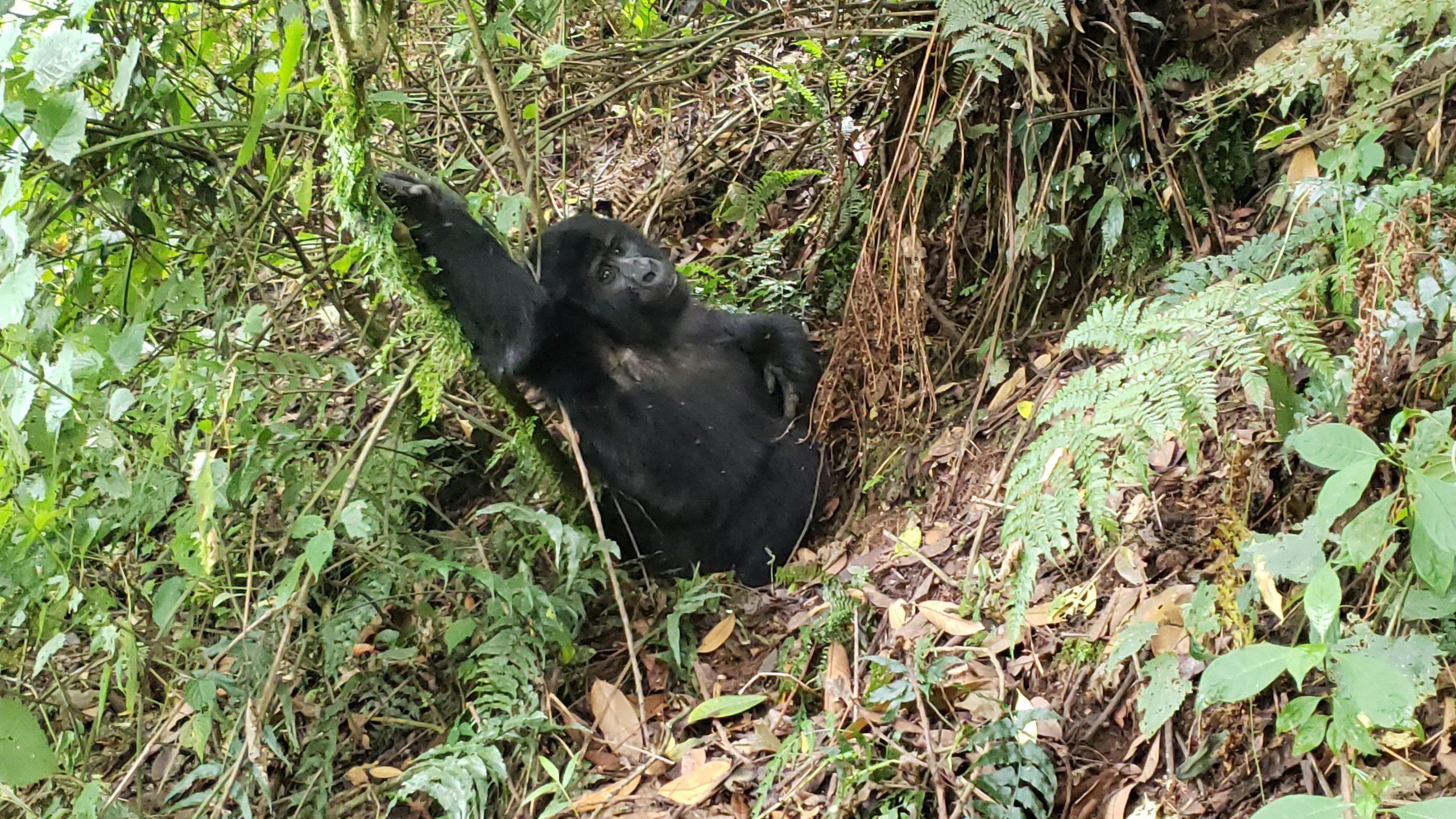 Best Company for Gorilla Trekking in Uganda, Rwanda and Africa