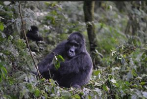 3 Days lowland Gorillas in Kahuzi Biega Safari