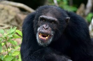 Beste Uganda Safaris und Ruanda Gorilla Tracking Schimpansenabenteuer 1 Tag Kibale Schimpansen-Tracking-Safari