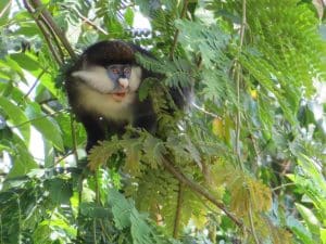 Nkima Forest Lodge - Mabamba Uganda.