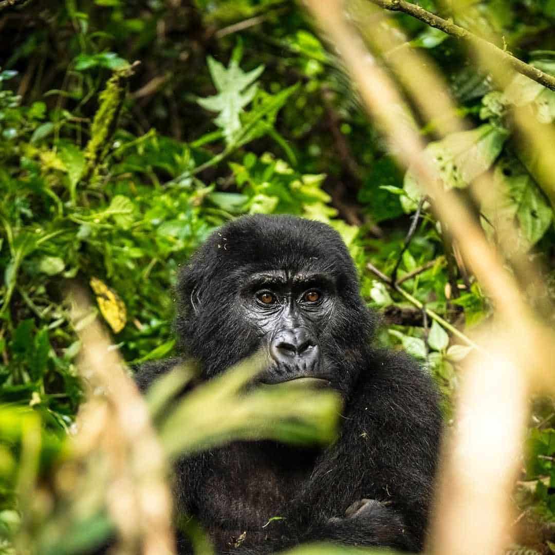 A unique opportunity to travel to Uganda this Year - 2021