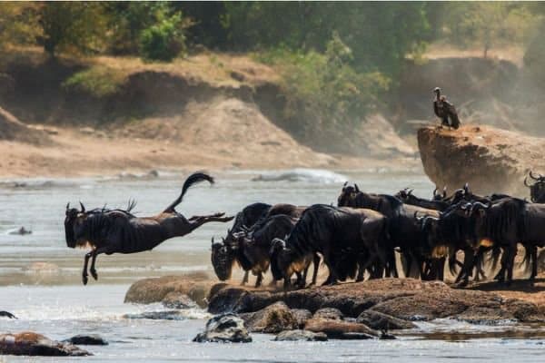 Serengeti National Park, Tanzania.