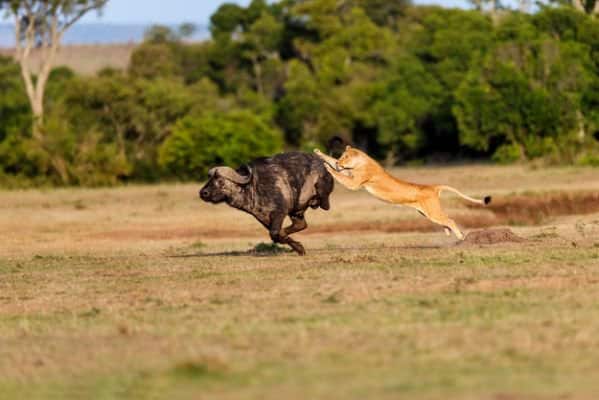 East Africa 5 of the Best National Parks