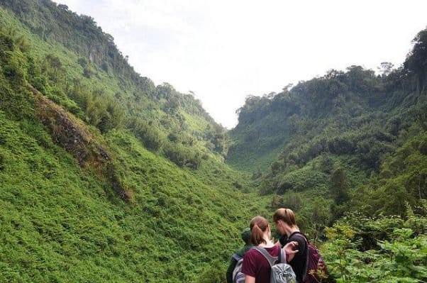 Volcanoes National Park, Rwanda.