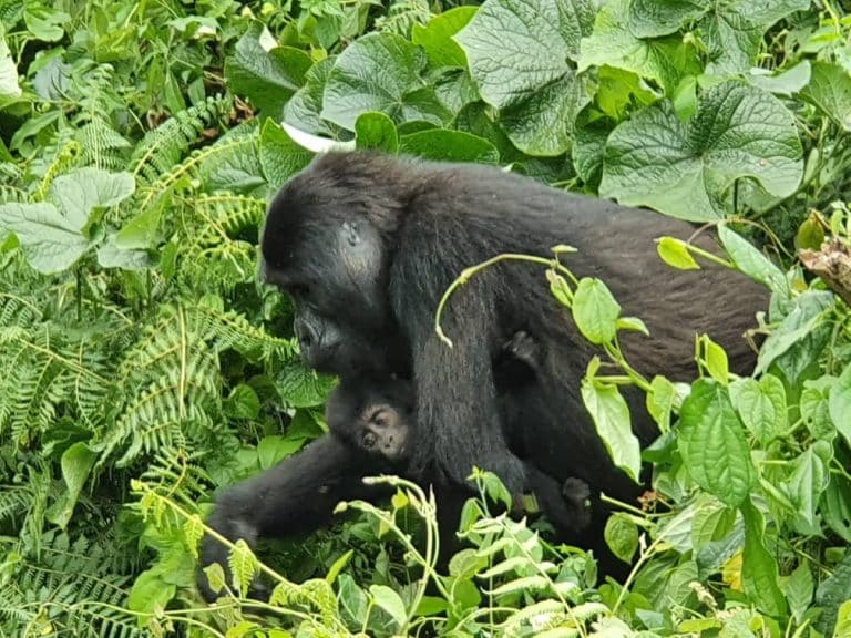 Nkuringo Gorilla Group in Safe and Stable after it’s lost of Rafiki the Dorminat Silverback