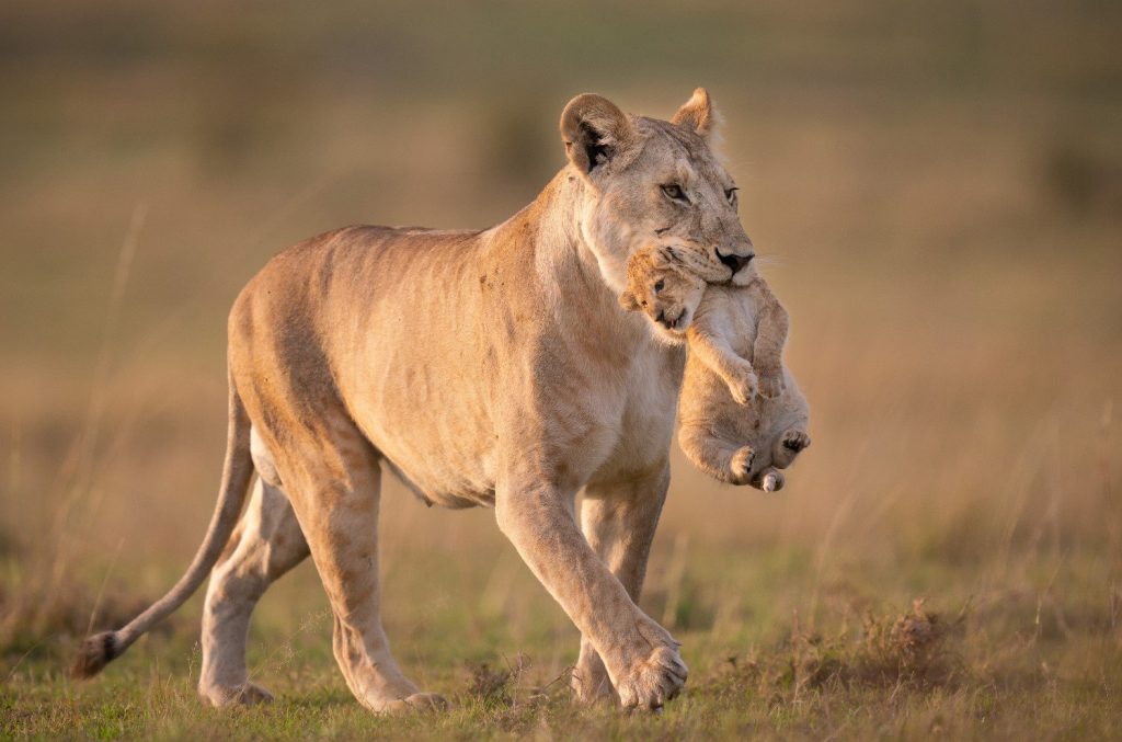 Lion and Cub Mother Care and Love
