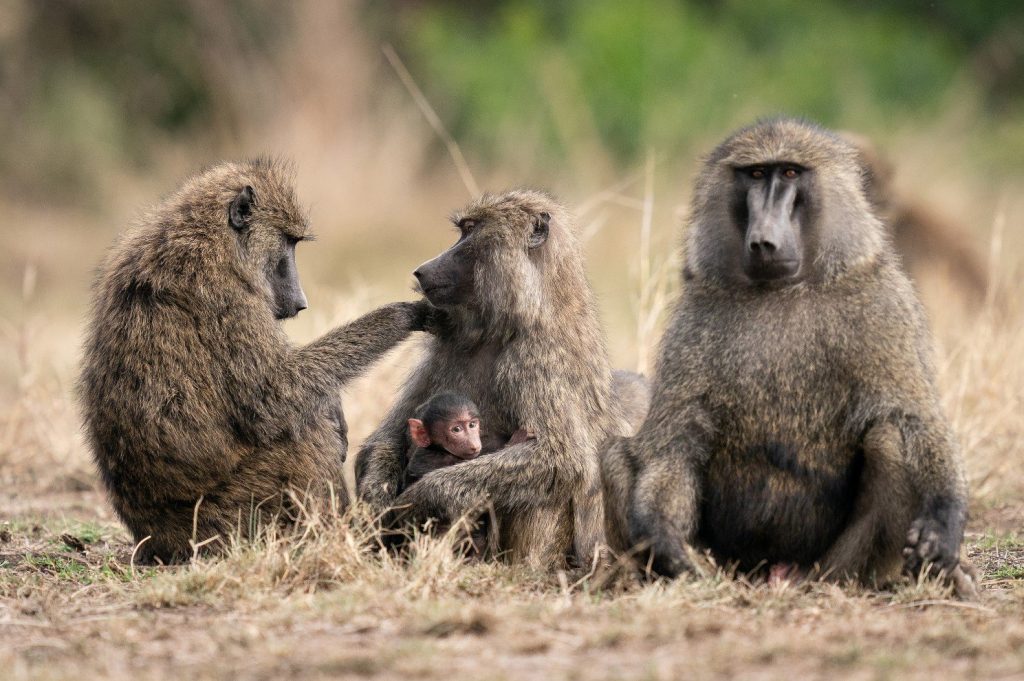 Wild Baboons in a Group Uganda
