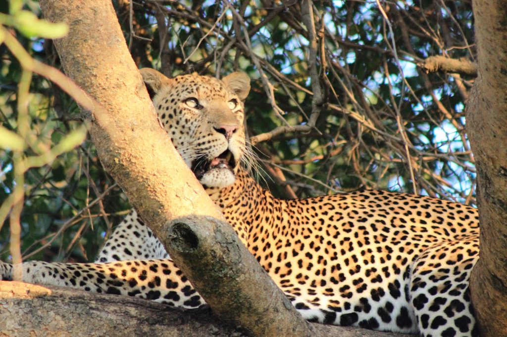Leopard Resting in Murchison Falls Uganda