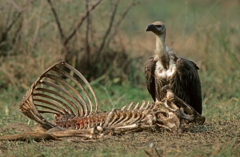 Why are vultures the only full-time Scavengers?