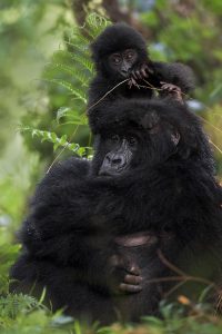 5 Days Fly-in Gorilla Trekking Safari | Gorilla Tracking Uganda
