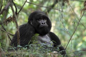 7 Days Gorillas Primates Fly-in Safari Uganda