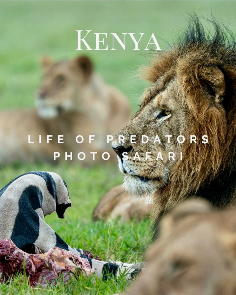 Uganda Gorilla Trekking Safaris and Tours with African Adventure Vacations