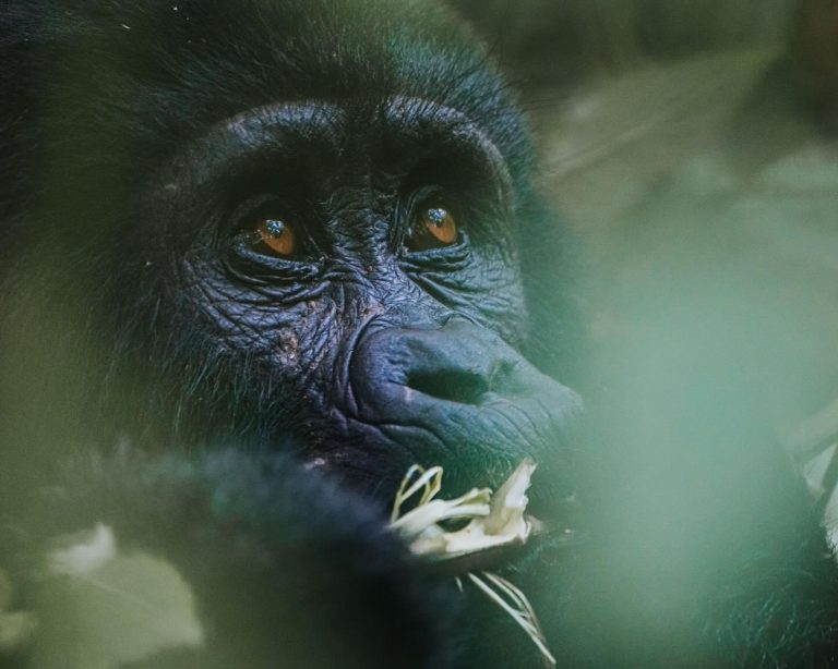 Uganda Gorilla Trekking Safaris and Tours with African Adventure Vacations