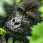Uganda Gorilla Trekking Safaris and Tours with African Adventure Vacations