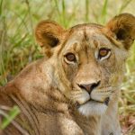 Breeding lions in Africa Uganda Gorilla Trekking Safaris and Tours with African Adventure Vacations