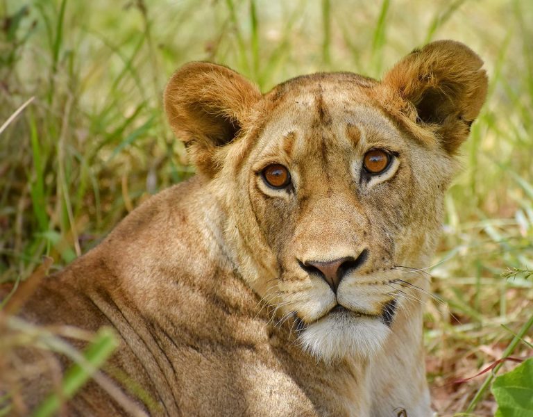 Breeding lions in Africa Uganda Gorilla Trekking Safaris and Tours with African Adventure Vacations