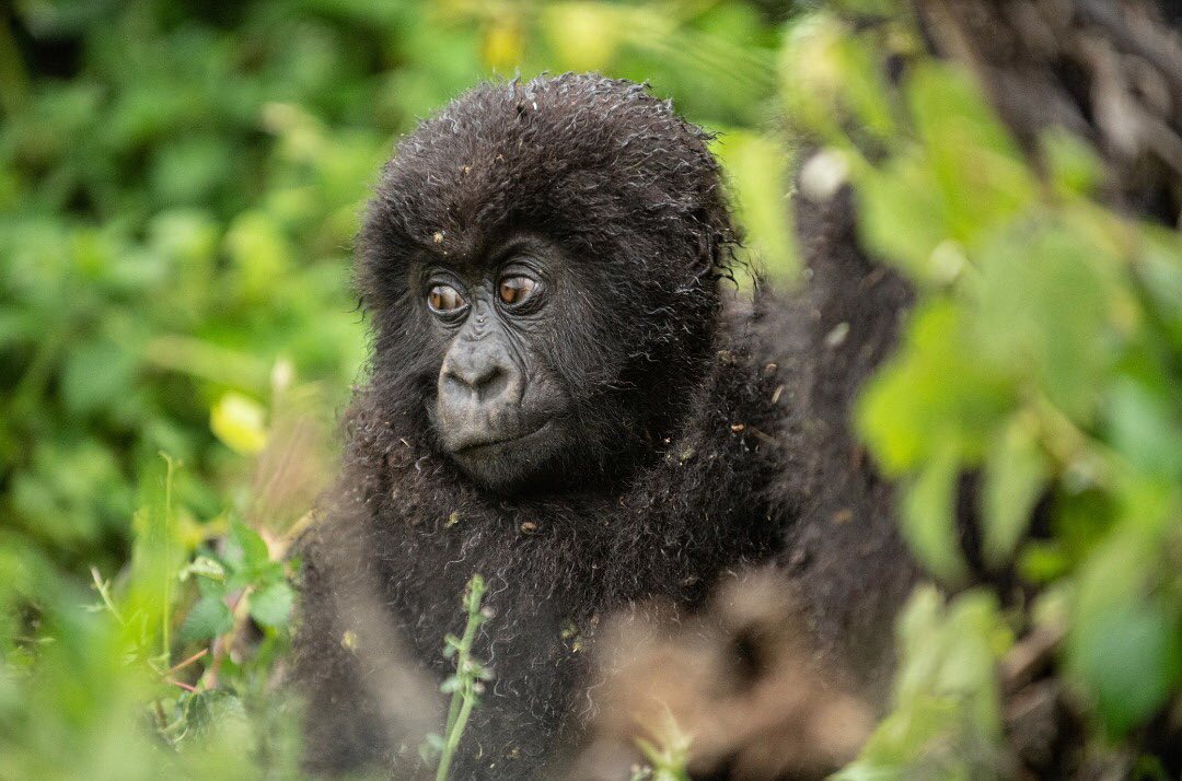 Wild Travel Safaris & Adventure