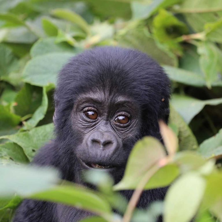 is Gorilla Trekking good for Conservation?