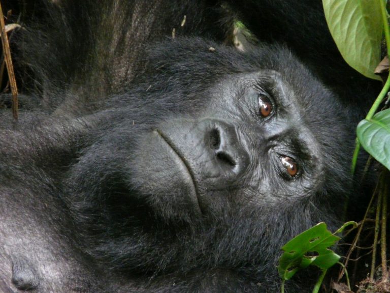 1 Day Gorilla Trek Rwanda From Kigali to Volcanoes Gorilla Park